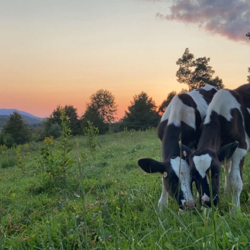 Meet your Posher, Josie